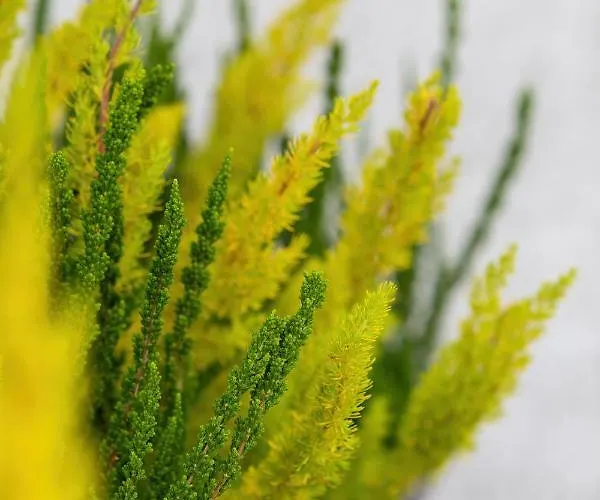 Apartament Gryf Szczecin